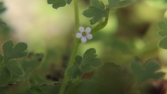 Nemophila