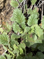 Phacelia minor