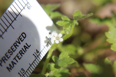 Nemophila