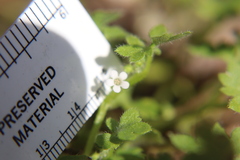 Nemophila