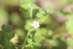 Nemophila