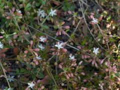 Glinus oppositifolius