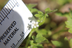 Nemophila