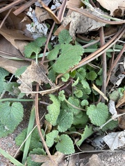 Lamium purpureum