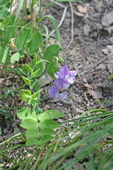 Lathyrus pauciflorus utahensis