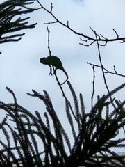 Chamaeleo chamaeleon