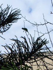 Chamaeleo chamaeleon