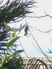 Chamaeleo chamaeleon