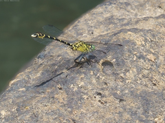Hemigomphus comitatus
