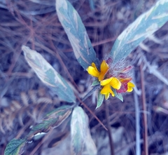 Crocanthemum glomeratum