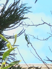 Chamaeleo chamaeleon