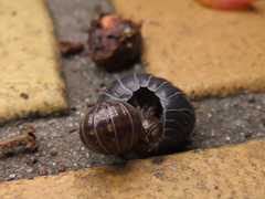 Armadillidium vulgare