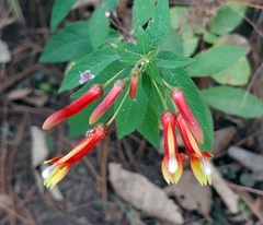 Lobelia laxiflora