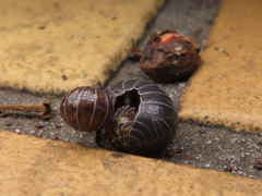 Armadillidium vulgare