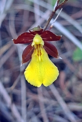Oncidium graminifolium