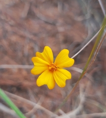 Tagetes tenuifolia