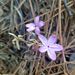 Pseuderanthemum praecox