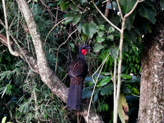 Penelope superciliaris