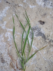Paspalum langei