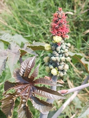 Ricinus communis