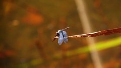 Zenithoptera lanei