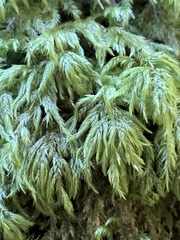 Pseudisothecium myosuroides