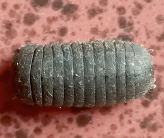Oniscomorpha