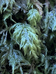 Pseudisothecium myosuroides