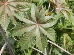 Ricinus communis