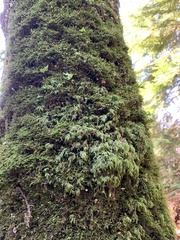 Pseudisothecium myosuroides