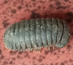 Oniscomorpha