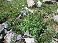 Aquilegia coerulea