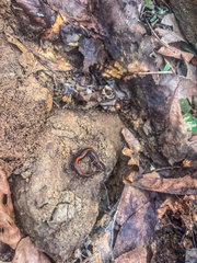 Plethodon angusticlavius