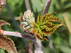 Ricinus communis