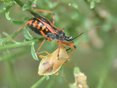 Rhynocoris