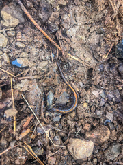 Plethodon angusticlavius