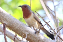 Coccycua pumila