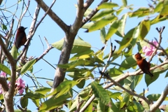 Picumnus cinnamomeus