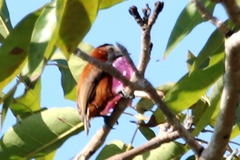 Picumnus cinnamomeus