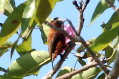 Picumnus cinnamomeus