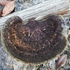 Hexagonia