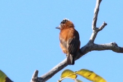 Picumnus cinnamomeus