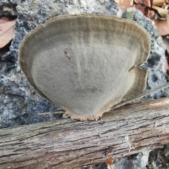 Hexagonia