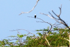 Arundinicola leucocephala