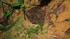 Bothrops