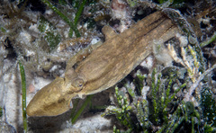 Abdopus aculeatus
