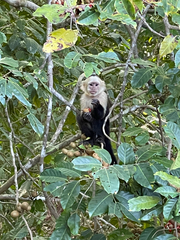 Cebus imitator