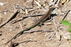 Cnemidophorus gaigei