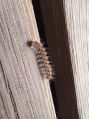 Thaumetopoea pityocampa