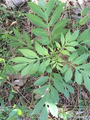 Solanum seaforthianum